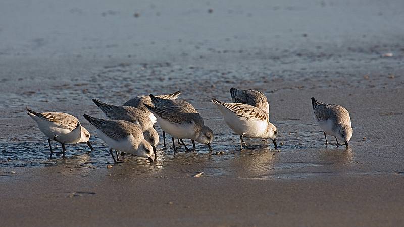 Sanderlings in a feeding frenzy.<br />Nov. 5, 2011 - Sandy Point State Reservation, Plum Island, Massachusetts.