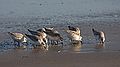 Sanderlings in a feeding frenzy.<br />Nov. 5, 2011 - Sandy Point State Reservation, Plum Island, Massachusetts.