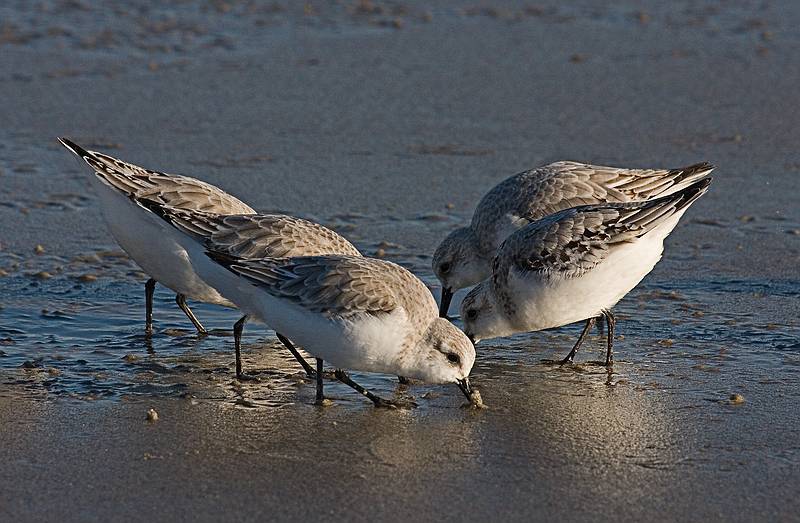 Sanderlings in a feeding frenzy.<br />Nov. 5, 2011 - Sandy Point State Reservation, Plum Island, Massachusetts.