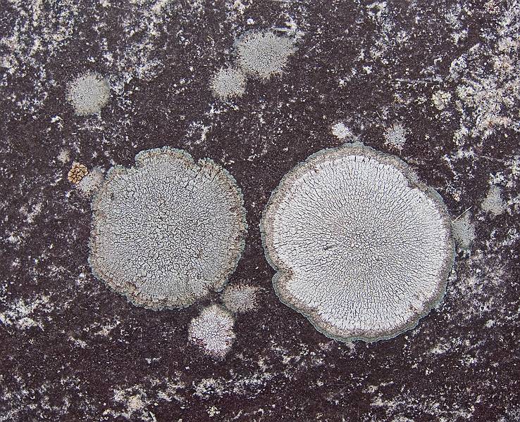 Lichens on stone.<br />Nov. 13, 2011 - Maudslay State Park, Newburyport, Massachusetts.