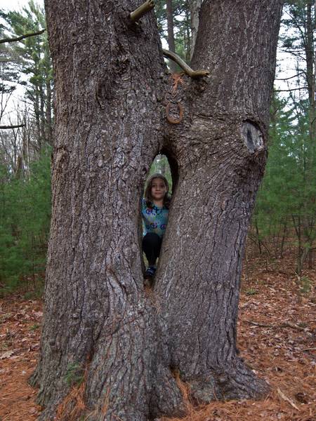 Miranda.<br />Nov. 26, 2011 - Mill Pond Recreation Area, West Newbury, Massachusetts.
