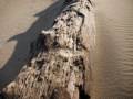 Driftwood.<br />Dec. 22, 2011 - Parker River National Wildlife Refuge, Plum Island, Massachusetts.