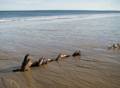 Part of a sunken boat?<br />Dec. 22, 2011 - Parker River National Wildlife Refuge, Plum Island, Massachusetts.