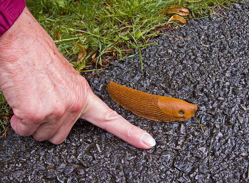 A big slug on way down from Hungerburg.<br />July 24, 2011 - Innsbruck, Austria.