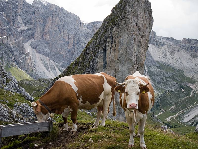 Hike from Seceda cable car terminal to Puez hut.<br />July 26, 2011 - NE of St. Ulrich/Ortisei, Italy.