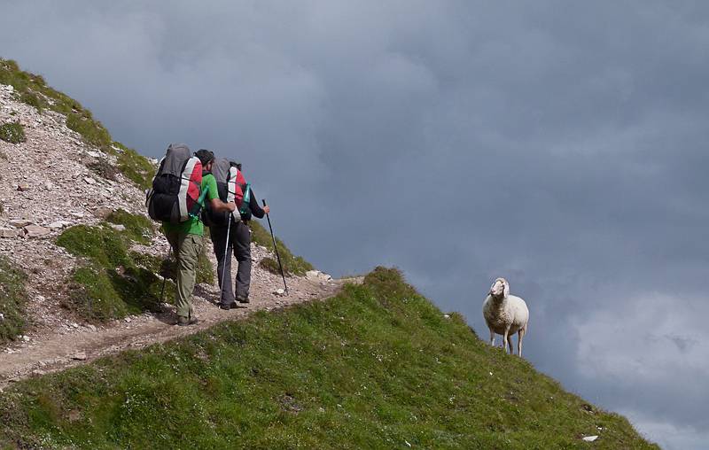 Sati and Melody with close encounter with the local sheep.<br />Hike from Seceda cable car terminal to Puez hut.<br />July 26, 2011 - NE of St. Ulrich/Ortisei, Italy.