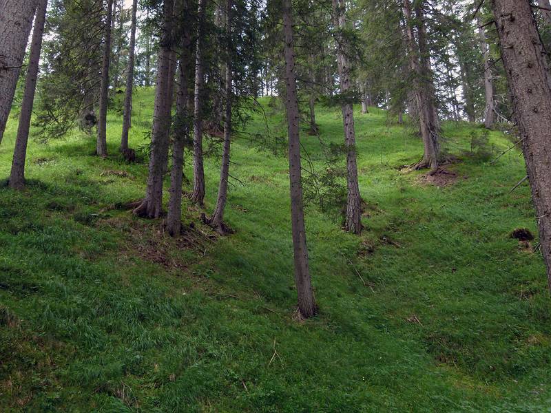 Wooded hillside next to the trail.<br />July 30, 2011 - On trail #209 heading for Tre Croci Pass, NE of Cortina, Italy.