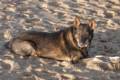 Nancy Sander's dog.<br />Jan. 1, 2012 - North end of Plum Island, Massachusetts.