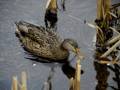 Female mallard.<br />Jan. 8, 2012 - Ipswich River Wildlife Sanctuary, Topsfield, Massachusetts