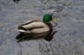 Male mallard.<br />Jan. 8, 2012 - Ipswich River Wildlife Sanctuary, Topsfield, Massachusetts