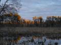 Last rays of sun.<br />Jan. 8, 2012 - Ipswich River Wildlife Sanctuary, Topsfield, Massachusetts