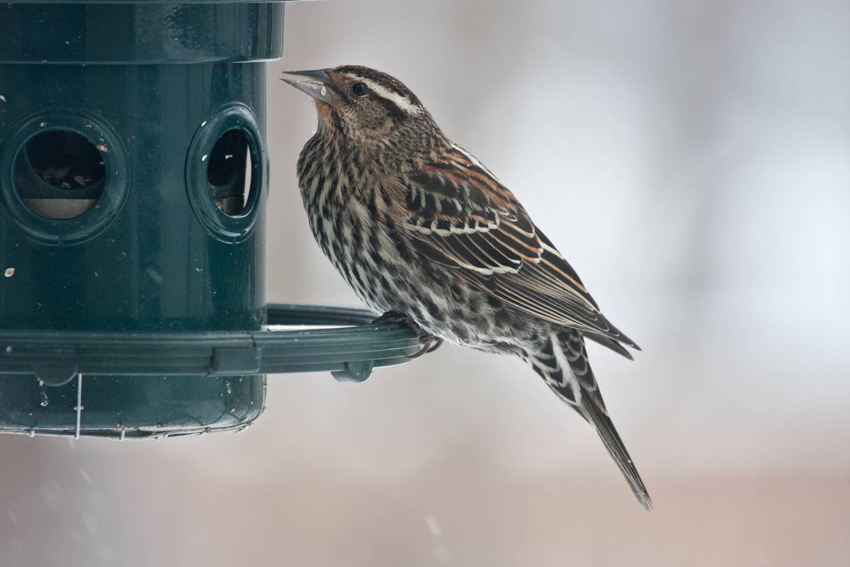 Female red-winged blackbird.<br />Jan. 21, 2012 - Merrimac, Massachusetts.