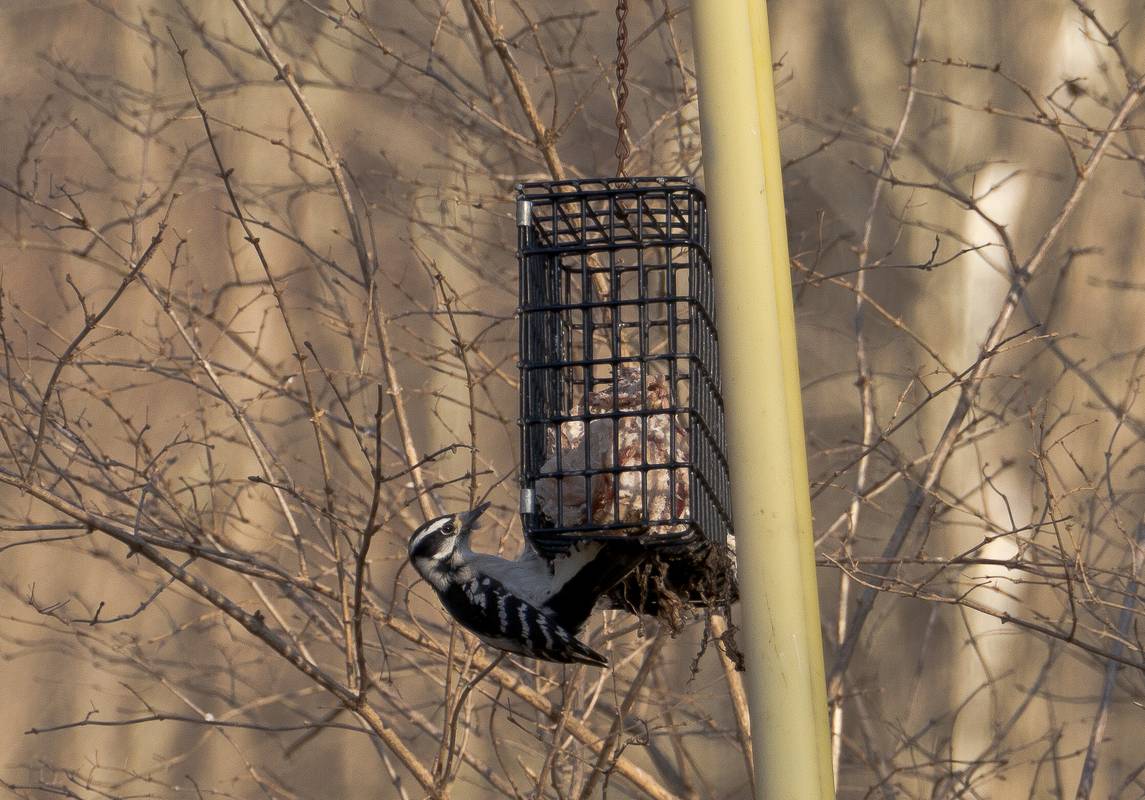 Woodpecker.<br />Jan. 24, 2012 - Curzon's Mill Bridge, Newburyport, Massachusetts.