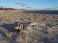 Jan. 30, 2012 - Sandy Point State Reservation, Plum Island, Massachusetts.