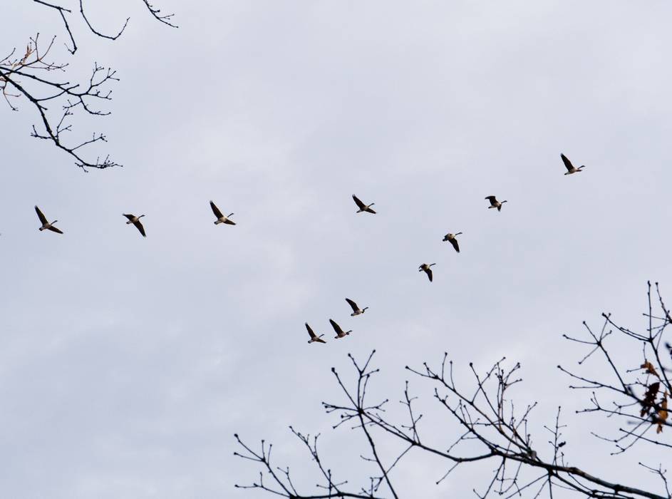 Feb. 1, 2012 - Appleton Farms, Ipswich, Massachusetts.