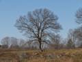 Feb. 1, 2012 - Appleton Farms, Ipswich, Massachusetts.