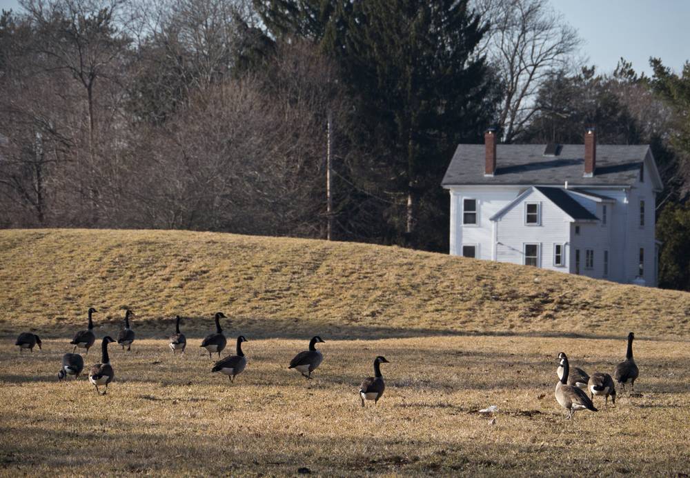Feb. 1, 2012 - Appleton Farms, Ipswich, Massachusetts.