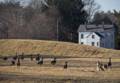 Feb. 1, 2012 - Appleton Farms, Ipswich, Massachusetts.