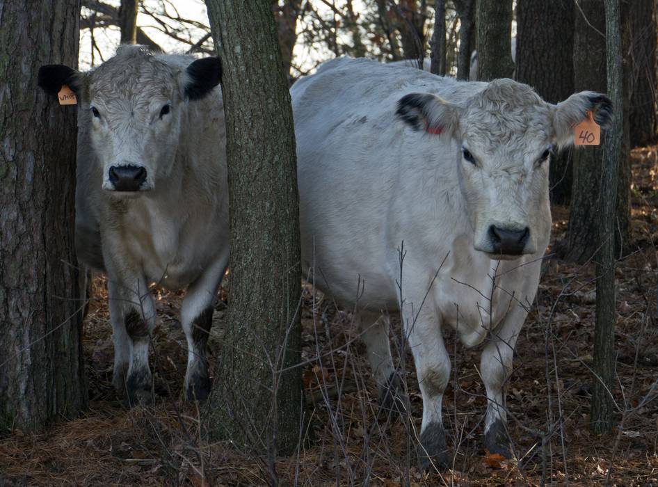 Feb. 1, 2012 - Appleton Farms, Ipswich, Massachusetts.