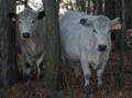 Feb. 1, 2012 - Appleton Farms, Ipswich, Massachusetts.