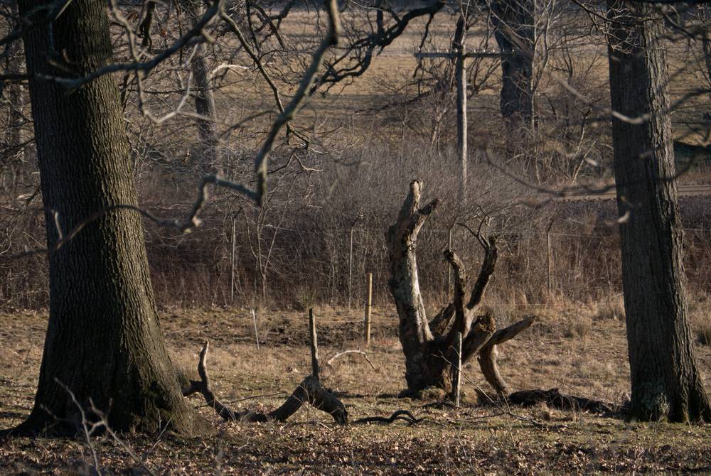 Feb. 1, 2012 - Appleton Farms, Ipswich, Massachusetts.