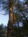 Feb. 1, 2012 - Appleton Farms, Ipswich, Massachusetts.