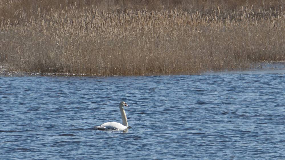 Mute swan, one of six in the pond.<br />"Behind the Scenes" tour.<br />Feb. 9, 2012 - Parker River National Wildlife Refuge, Plum Island, Massachusetts.