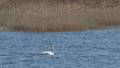 Mute swan, one of six in the pond.<br />"Behind the Scenes" tour.<br />Feb. 9, 2012 - Parker River National Wildlife Refuge, Plum Island, Massachusetts.