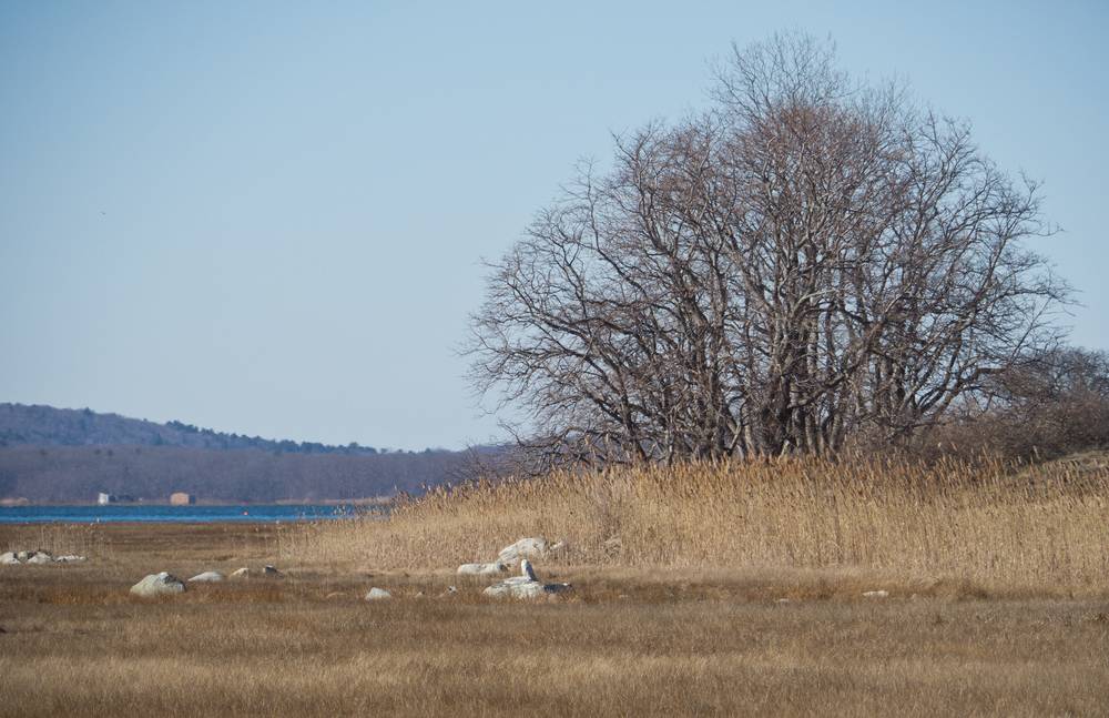Snowy owl about a quarter mile north of parking lot 6.<br />"Behind the Scenes" tour.<br />Feb. 9, 2012 - Parker River National Wildlife Refuge, Plum Island, Massachusetts.