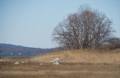 Snowy owl about a quarter mile north of parking lot 6.<br />"Behind the Scenes" tour.<br />Feb. 9, 2012 - Parker River National Wildlife Refuge, Plum Island, Massachusetts.