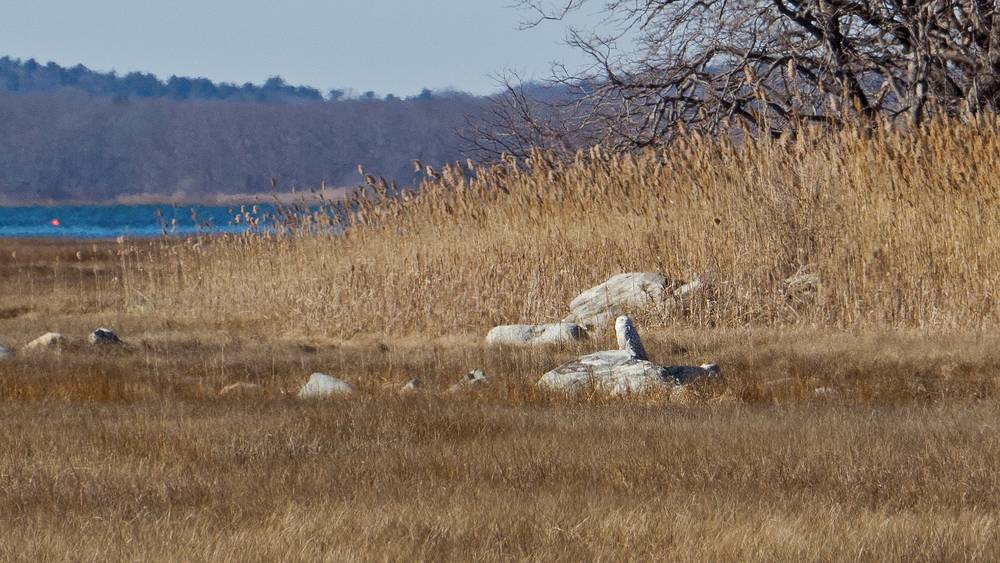 Snowy owl about a quarter mile north of parking lot 6 (cropped).<br />"Behind the Scenes" tour.<br />Feb. 9, 2012 - Parker River National Wildlife Refuge, Plum Island, Massachusetts.