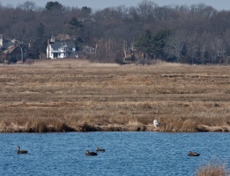 Snowy owl on the far shore of the salt pannes across from parking lot 3.<br />This is a 600 mm shot and is the closest John and I got to an owl.<br />Feb. 10, 2012 - Parker River National Wildlife Refuge, Plum Island, Massachusetts.