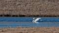 Swan from Pines Trail parking area.<br />Feb. 10, 2012 - Parker River National Wildlife Refuge, Plum Island, Massachusetts.