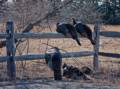 Turkeys at Bill Forward parking area.<br />Feb. 10, 2012 - Parker River National Wildlife Refuge, Plum Island, Massachusetts.