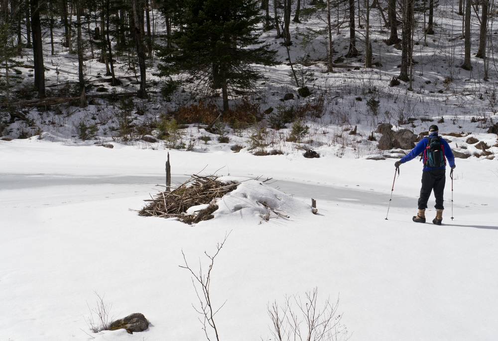 John H. inspecting a beaver lodge.<br />Along the Brown Ash Swamp Bike Trail.<br />Feb. 19, 2012 - Waterville Valley, New Hampshire.