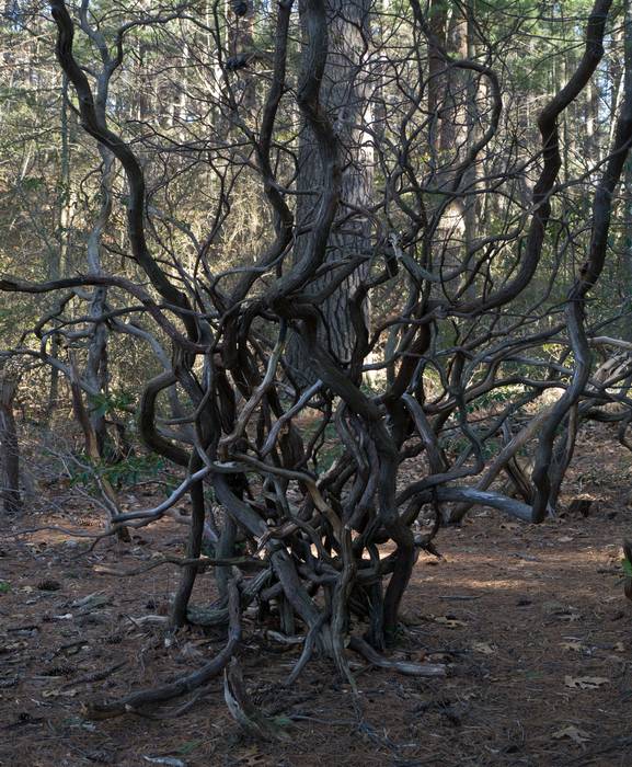 Feb. 26, 2012 - Maudslay State Park, Newburyport, Massachusetts