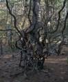 Feb. 26, 2012 - Maudslay State Park, Newburyport, Massachusetts