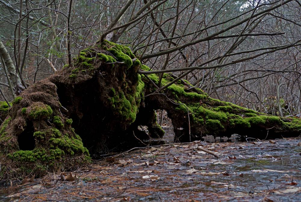 Feb. 27, 2012 - Maudslay State Park, Newburyport, Massachusetts.