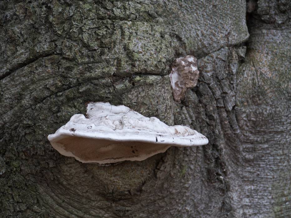 Feb. 27, 2012 - Maudslay State Park, Newburyport, Massachusetts.