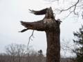 Feb. 27, 2012 - Maudslay State Park, Newburyport, Massachusetts.