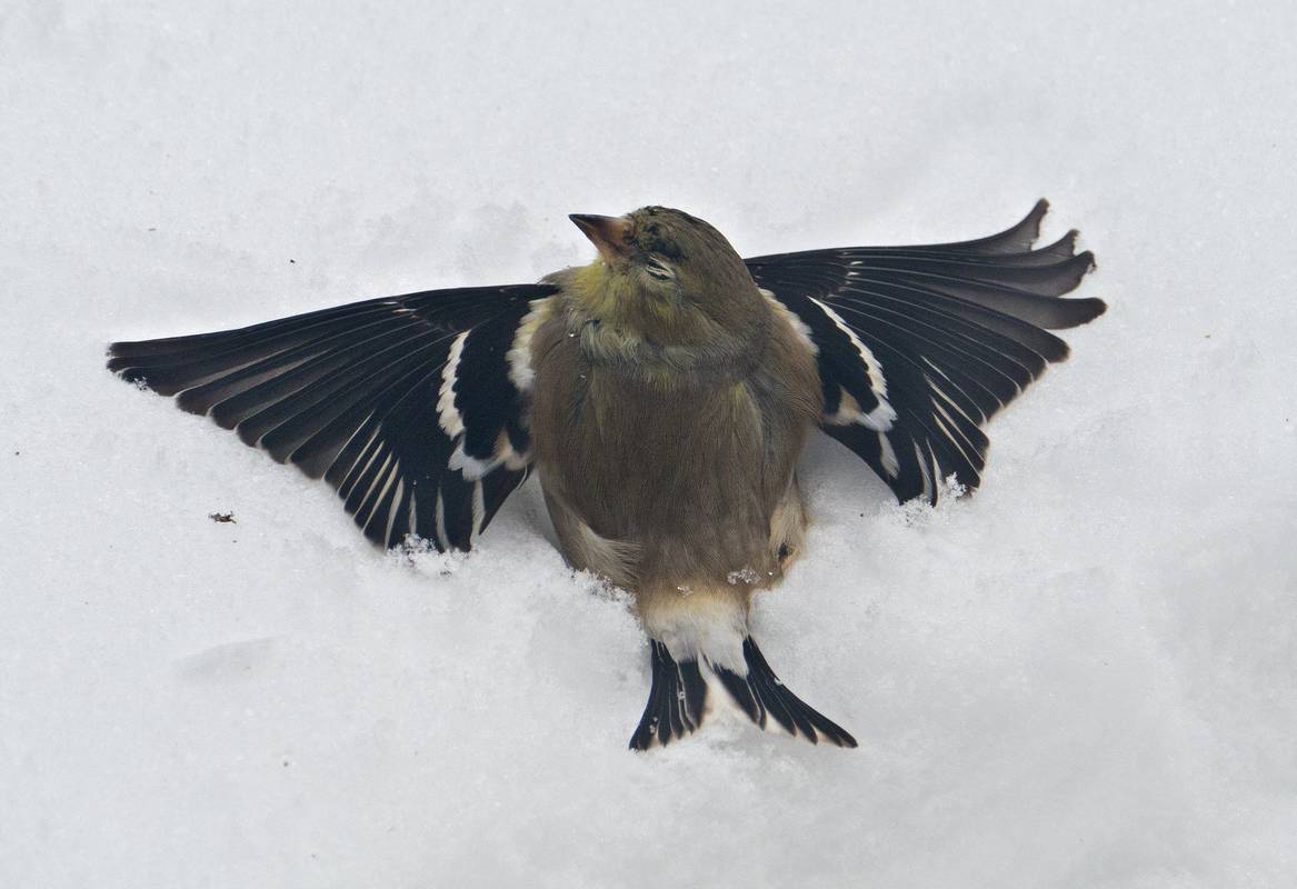 A female goldfinch flew into our atrium door and knocked herself out.<br />March 2, 2012 - Merrimac, Massachusetts.