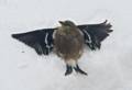 A female goldfinch flew into our atrium door and knocked herself out.<br />March 2, 2012 - Merrimac, Massachusetts.