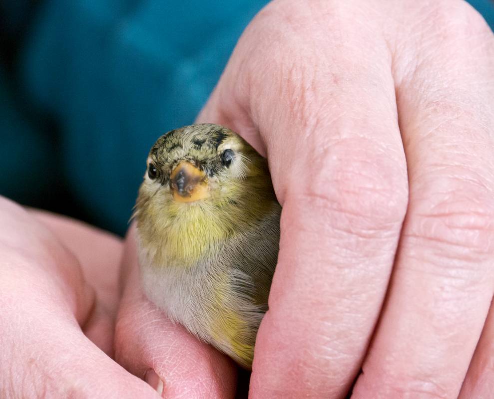 Joyce brought her inside. She did not resist.<br />March 2, 2012 - Merrimac, Massachusetts.
