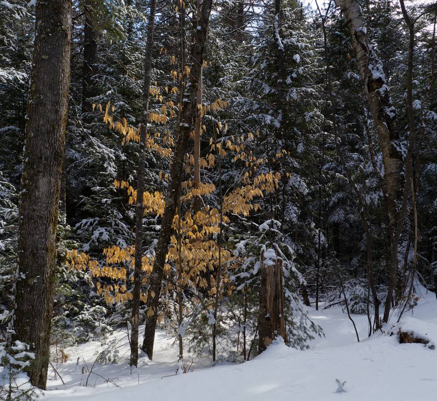 Along trail in the Smarts Brook area.<br />March 10, 2012 - Waterville Valley, White Mountains, New Hampshire.