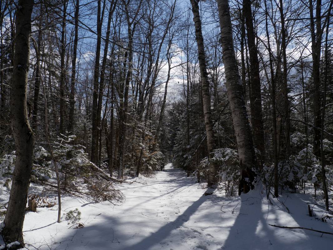 Along trail in the Smarts Brook area.<br />March 10, 2012 - Waterville Valley, White Mountains, New Hampshire.