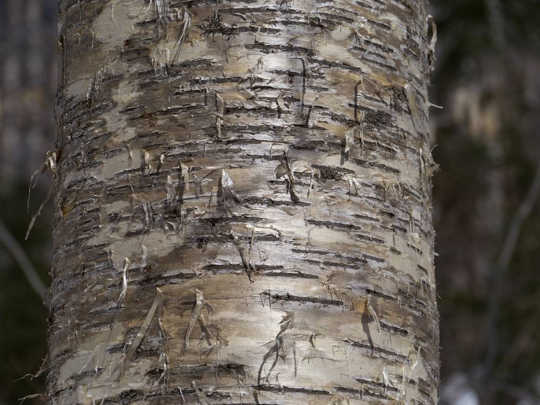 Birch bark.<br />Hike from the Depot to the Scaur via Livermore, Kettles, and Scaur trails.<br />March 11, 2012 - Waterville Valley, New Hampshire.