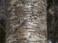Birch bark.<br />Hike from the Depot to the Scaur via Livermore, Kettles, and Scaur trails.<br />March 11, 2012 - Waterville Valley, New Hampshire.