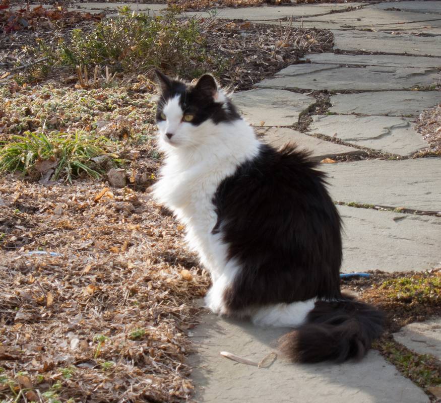 John's (and Bonnie's) cat Bernie.<br />March 12, 2012 - Newburyport, Massachusetts.