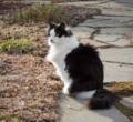 John's (and Bonnie's) cat Bernie.<br />March 12, 2012 - Newburyport, Massachusetts.