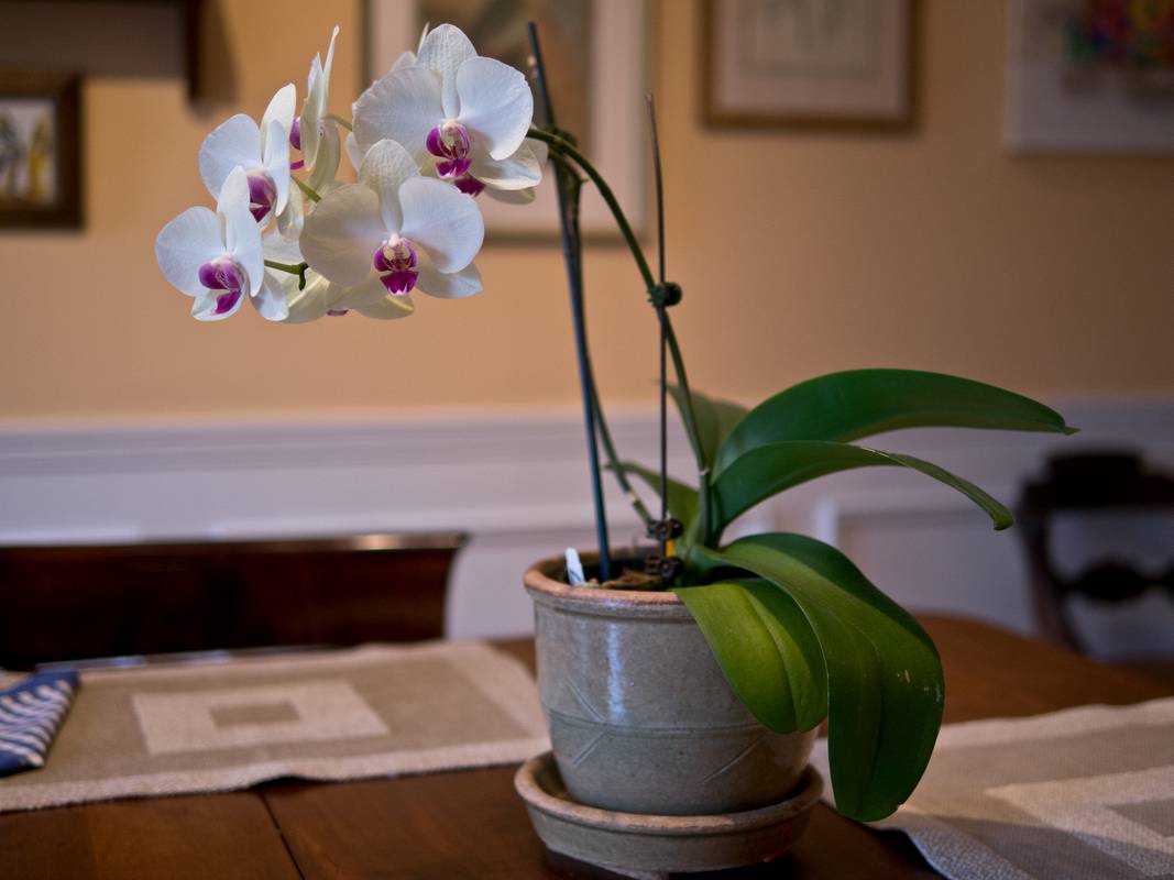 Orchid.<br />March 16, 2012 - At Ronnie and Baiba's in Baltimore, Maryland.